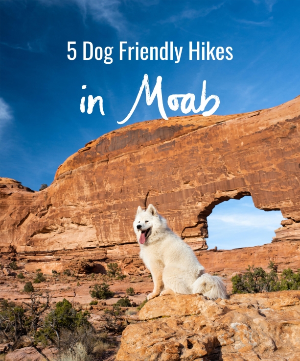 5 Dog Friendly Hikes in Moab
